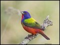 _2SB9251a painted bunting